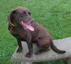 Cocoa
