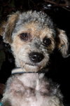 Shiloh