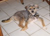 Shiloh