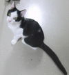 Oreo