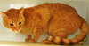 Squash