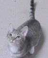 Bluebelle