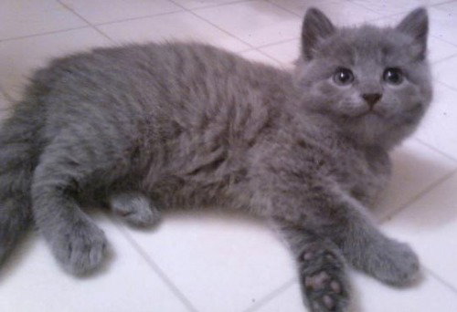 Stella