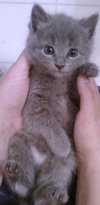 Stella