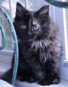 Coco Chanel