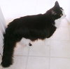 Artemis