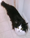 Artemis