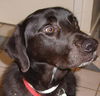 Tucker