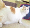 Lancelot