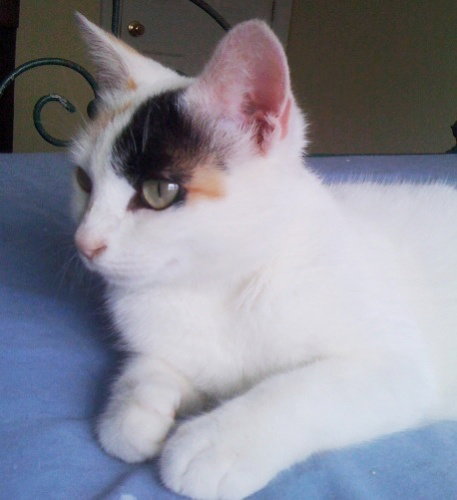 Jujube
