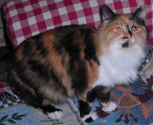 Clementine