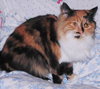 Clementine