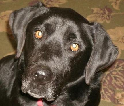 Briggs