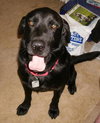 Briggs