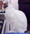 Missy
