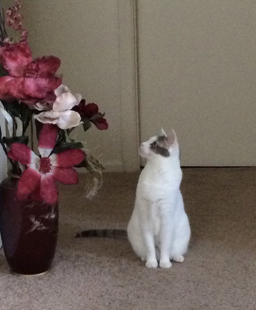 Missy