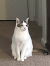 Missy
