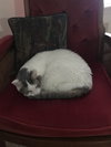 Missy