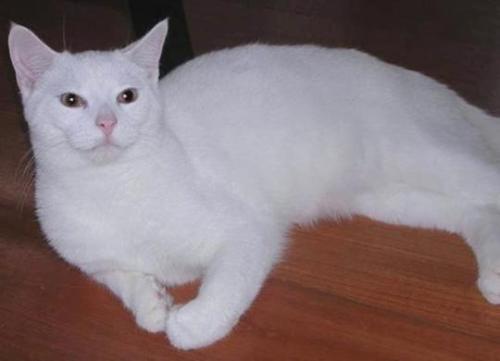 Sigmund