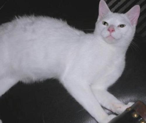 Simon