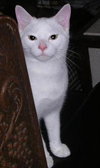 Simon