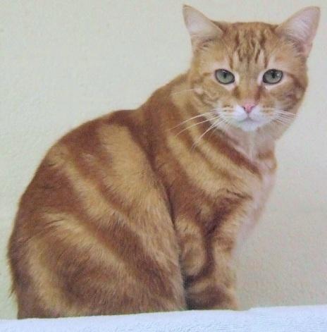 Rex