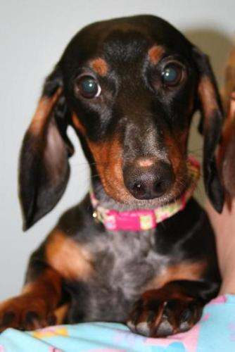 Sadie