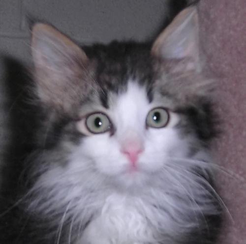 Boone