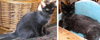 Mis' Lizzy