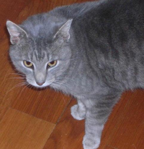 Emmett