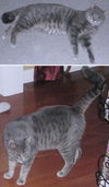 Emmett