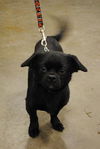 Sampson