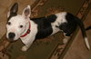 Spanky