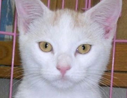 Ginger