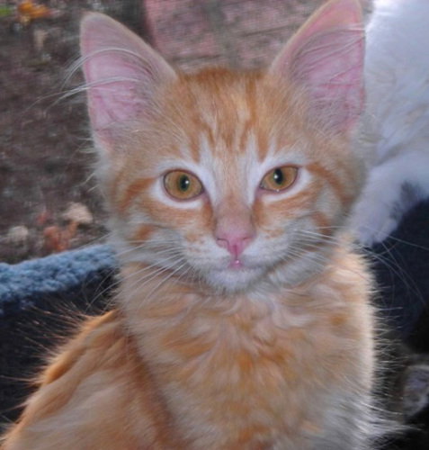 Fletcher