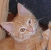 Fletcher