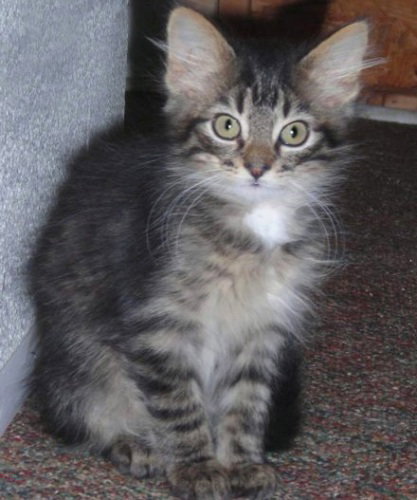 Solomon