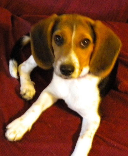 Molly