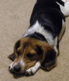 Molly