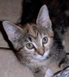 Lydia