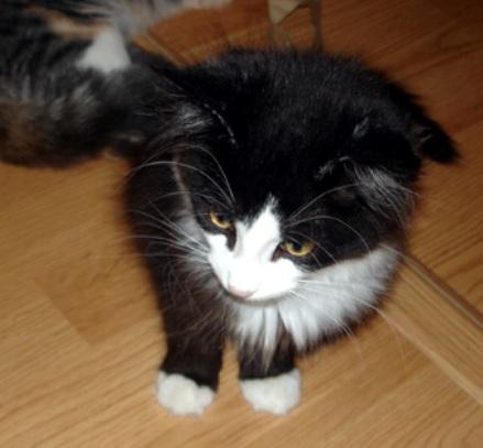 Tux