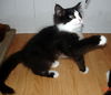 Tux