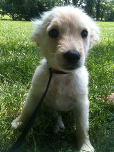 Trixie