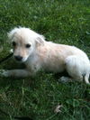 Trixie