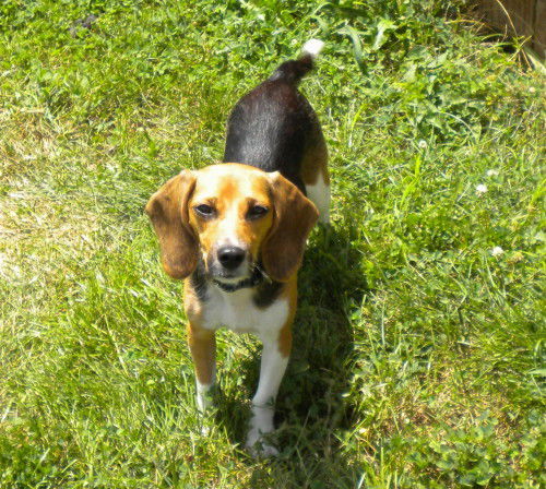 Abby