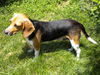 Abby
