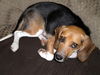Abby