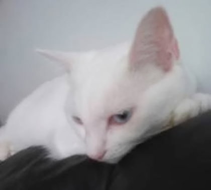 Flurry