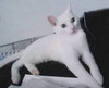 Flurry