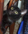 Moshi